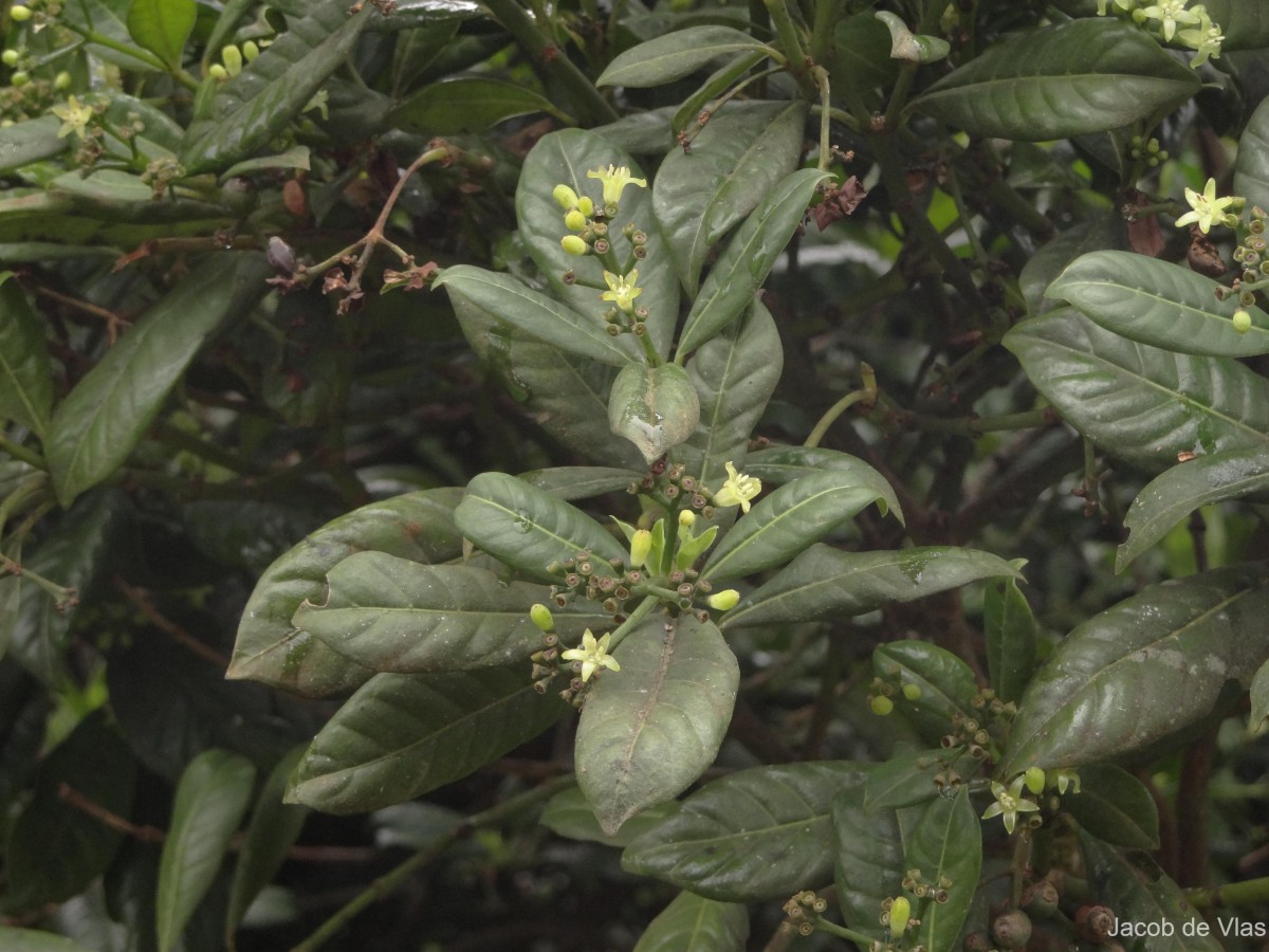 Psychotria zeylanica Sohmer